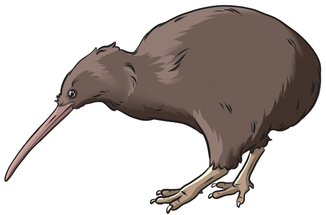 kiwi